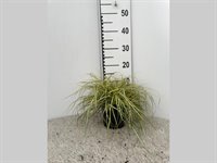 Carex oshimensis 'Evergold' 1