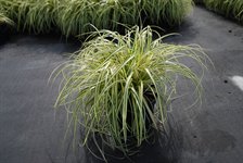 Carex oshimensis 'Evergold' 2