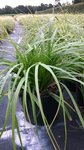 Carex oshimensis 'Evergreen' 1