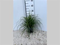 Carex oshimensis 'Evergreen' 1