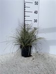 Carex oshimensis 'Everest' 1