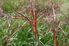 Miscanthus sinensis 'Ferner Osten' 1