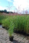 Miscanthus sinensis 'Ferner Osten' 3