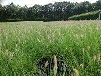 Pennisetum alop. 'Hameln' 1