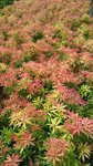 Pieris forest 'Flame' 1