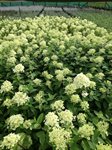Hydrangea paniculata 'Limelight' 2