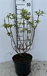 Hydrangea paniculata 'Limelight' 1
