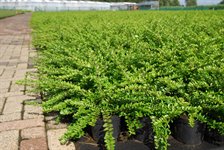 Lonicera nitida 'Maigrün' 2
