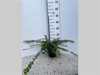 Lonicera nitida 'Maigrün' 1