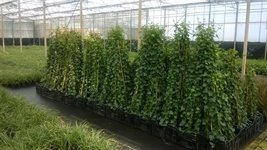 Hedera Hibernica 7
