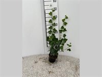 Hedera Hibernica 6