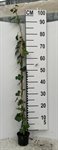 Hedera Hibernica 5