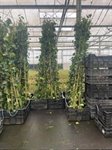 Hedera Hibernica 4