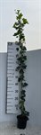 Hedera Hibernica 2