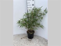 Fargesia rufa 2
