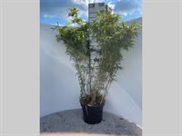 Fargesia rufa 1