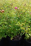 Rosa the 'Fairy' 5