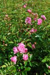 Rosa the 'Fairy' 4