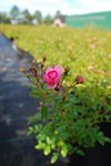 Rosa the 'Fairy' 3