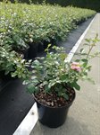Rosa the 'Fairy' 2