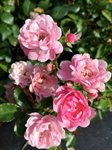 Rosa the 'Fairy' 1