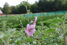 Lavatera olbia 'Rosea' 2