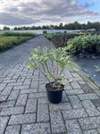 Lavatera olbia 'Rosea' 1