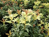 Osmanthus het.'Goshiki' 3