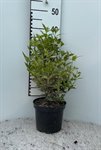 Osmanthus het.'Goshiki' 2