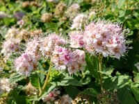 Spirea 'Little Princess' 4