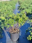Spirea 'Little Princess' 1