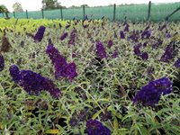 Buddleja dav. 'Black Knight' 2