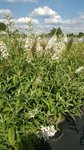 Buddleja dav. 'White profusion' 3