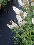 Buddleja dav. 'White profusion' 2