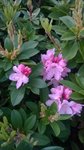 Rhododendron 'Albert Schweitzer' 2