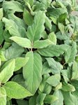 Hydrangea aspera 'Macrophylla' 2