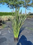 Phormium tenax 'Purpureum' 1