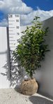 Prunus lus. 'Angustifolia' 3