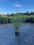 Prunus lus. 'Angustifolia' 2