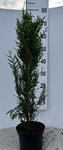 Thuja pl. 'Atrovirens' 2