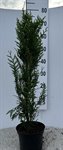 Thuja pl. 'Atrovirens' 3