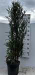 Thuja pl. 'Atrovirens' 1