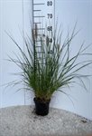 Pennisetum alopecuroides 1