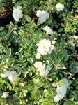 Rosa sea 'Foam' 3