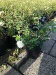Rosa sea 'Foam' 2