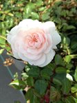 Rosa sea 'Foam' 1