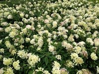 Hydrangea pan. 'Grandiflora' 2