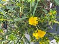 Hypericum Buttercup 1
