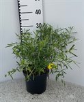 Hypericum Buttercup 2