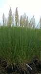 Cortaderia selloana 'Pumila' 1